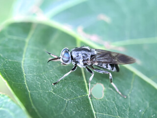 Close up of soldier flies in green leaves