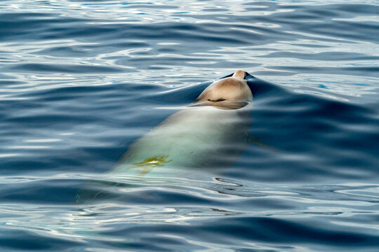Cuvier's beaked whale Damaged by propeller impact collision