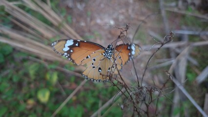 butterfly on a leaf