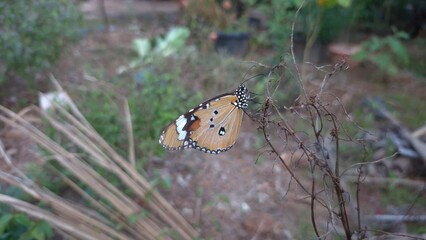 butterfly on a leaf