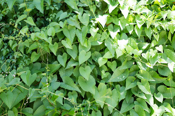 Green leaves shaped like a heart, natural light in the morning