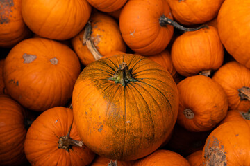 Ingathering.Pumpkins are lying on the table.Lots of pumpkins on market.Halloween