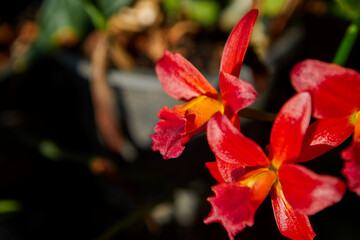 Close-up of  red Cattleya orchid blooming in the garden