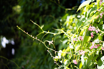 Love Chain, Coral Ivy, Queen's Garland in the Garden, Pink Flowers in Full Bloom, Selective Focus