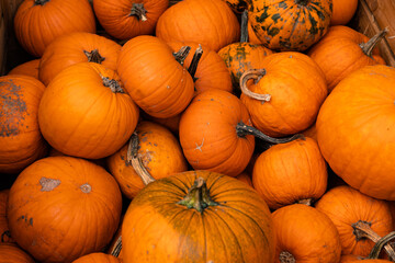Ingathering.Pumpkins are lying on the table.Lots of pumpkins on market.Halloween