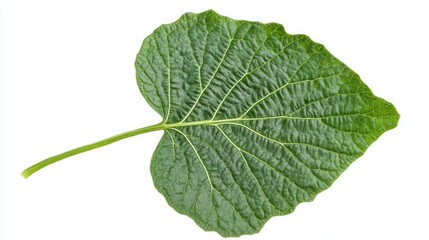 Obraz premium Isolated young green pumpkin leaf with clear background