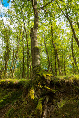 tree trunk is covered in moss and is growing out of the ground. The tree is surrounded by a forest of trees