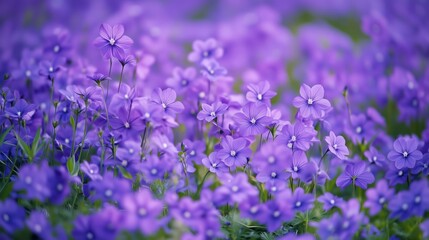 Obraz premium lavender field in region