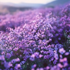 lavender field in region