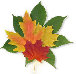 collage of autumn maple and chestnut leaves