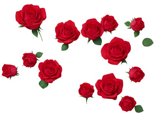 Rose isolated on background. Design element of flower cut out.