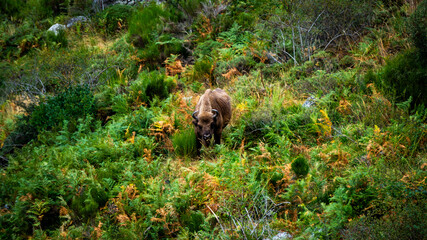 A wild bison standing in dense green vegetation, surrounded by shrubs and ferns in a natural, mountainous environment