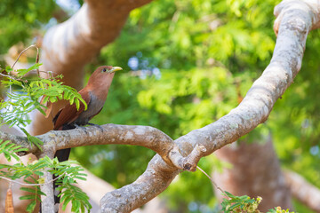 Squirrel cuckoo (Piaya cayana)in Costa Rica
