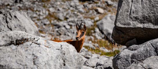 One wild chamois standing on rocky terrain in a mountainous landscape