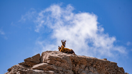 Two wild chamois standing on rocky terrain against a backdrop of a blue sky with clouds. The scene highlights the natural, rugged mountain environment and wildlife in their habitat.