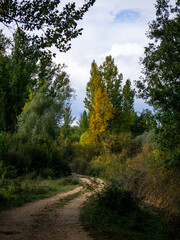 Dirt road going into the forest in autumn on a partially cloudy day 