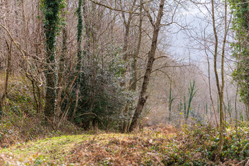 Obraz premium Bosque de los Pirineos en invierno