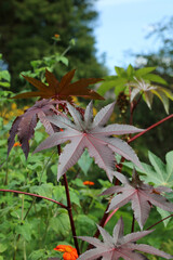 Closeup of purple Castor Oil Plant leaves, Cambridgeshire England
