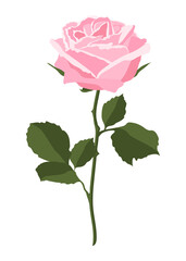 Obraz premium Pink rose png sticker, feminine flower illustration on transparent background