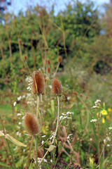 Closeup of Teasels with Daisy Fleabane, Cambridgeshire England
