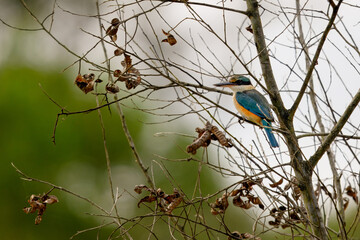 Sacred Kingfisher, Todiramphus sanctus, Australian native bird