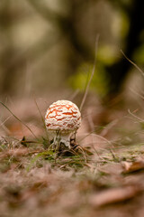 Czerwony muchomor w śodku lasu © pinus25