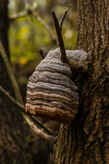 huba - wyrastająca z pnia drzewa © pinus25