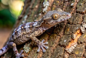 Naklejka premium Photograph a leaf-tailed gecko perfectly blending into its surroundings on a tree trunk, showcasing its remarkable adaptation. 