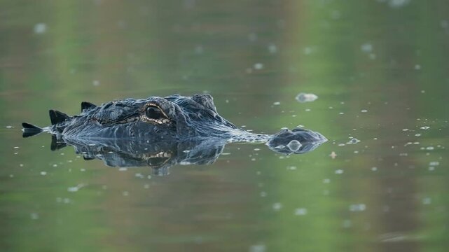 Alligator Head Swimming Approaching in Water 2