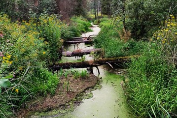 Wysychająca rzeka w lesie © Bartek