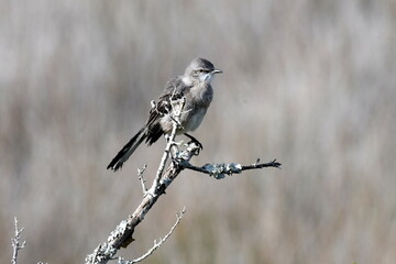 A bird sitting on the tip top of a branch.