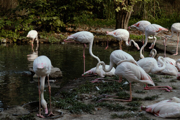 Pink flamingo among the whole flock. Pink birds. a flock of birds resting by the lake. Beautiful bird. Bird on one leg. Wildlife.