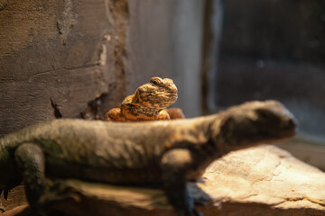 Unusual tropical reptile. From the snake family. Smooth scales. An unusual animal. Lizard. Sight. Scaly squad.