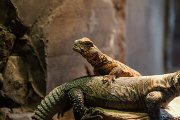 Unusual tropical reptile. From the snake family. Smooth scales. An unusual animal. Lizard. Sight....