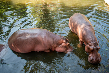 Fototapeta premium Hippopotamus close up