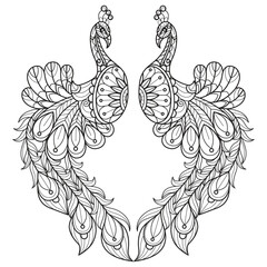 Peacock love hand drawn for adult coloring book