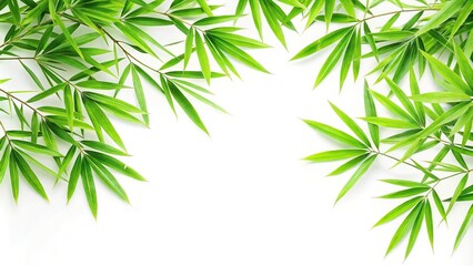 Obraz premium Forced perspective of green bamboo leaves and branch on white background