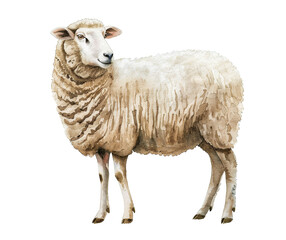 Obraz premium Watercolor sheep in side view, highlighting its fluffy coat and tranquil demeanor.