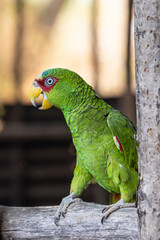 White-fronted amazon (Amazona albifrons) parrot in Las Penitas entrance to Juan Venado island nature reserve in Nicaragua Central America