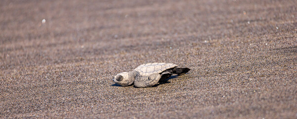 View of newborn baby hawksbill sea turtle (Eretmochelys imbricata) released from turtle shelter at beach in Juan Venado island nature reserve in Nicaragua Central America