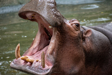 Hippopotamus open his big mouth, close up