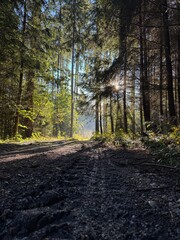 Obraz premium autumn in the forest