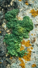 Close-up of moss and lichen on an old stone wall, with yellow-green hues