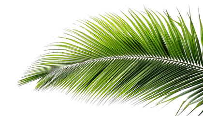 Obraz premium Lush green palm leaf on white background