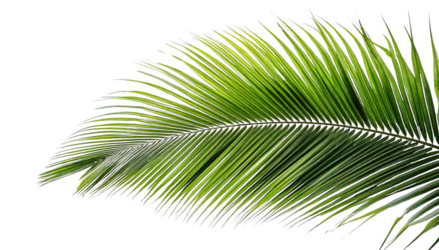 Lush green palm leaf on white background
