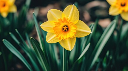 Fototapeta premium Bright Yellow Daffodil Blooming in Spring Garden