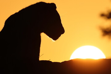 lion in sunrise