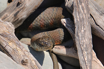 Northern Water Snake Camouflaged Amongst Driftwood