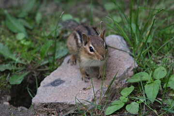 Eastern Chipmunk Sits On His Porch Outside His Burrow