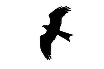 red kite silhouette